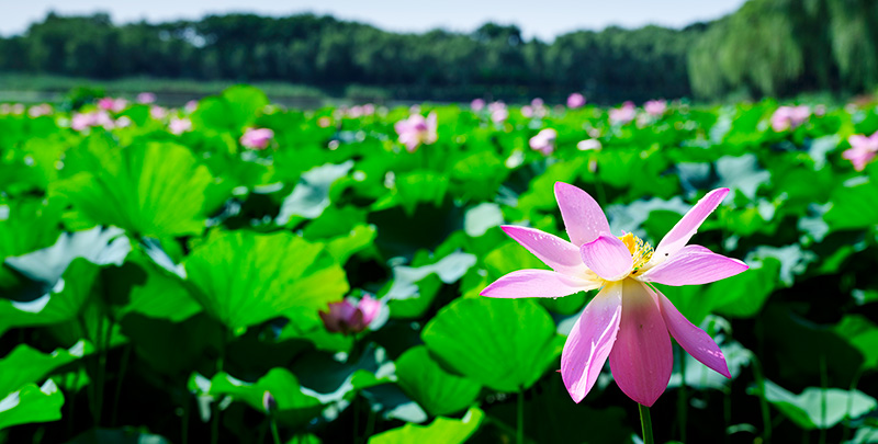 新宝GG—创立事业平台